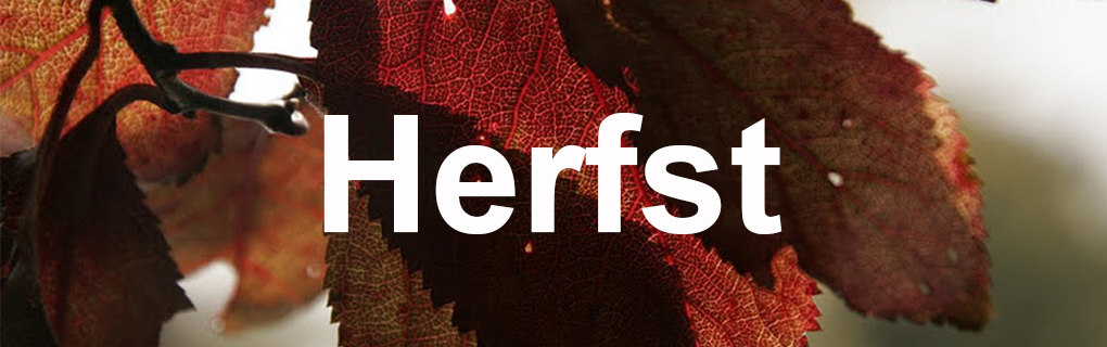 Herfst banner 2